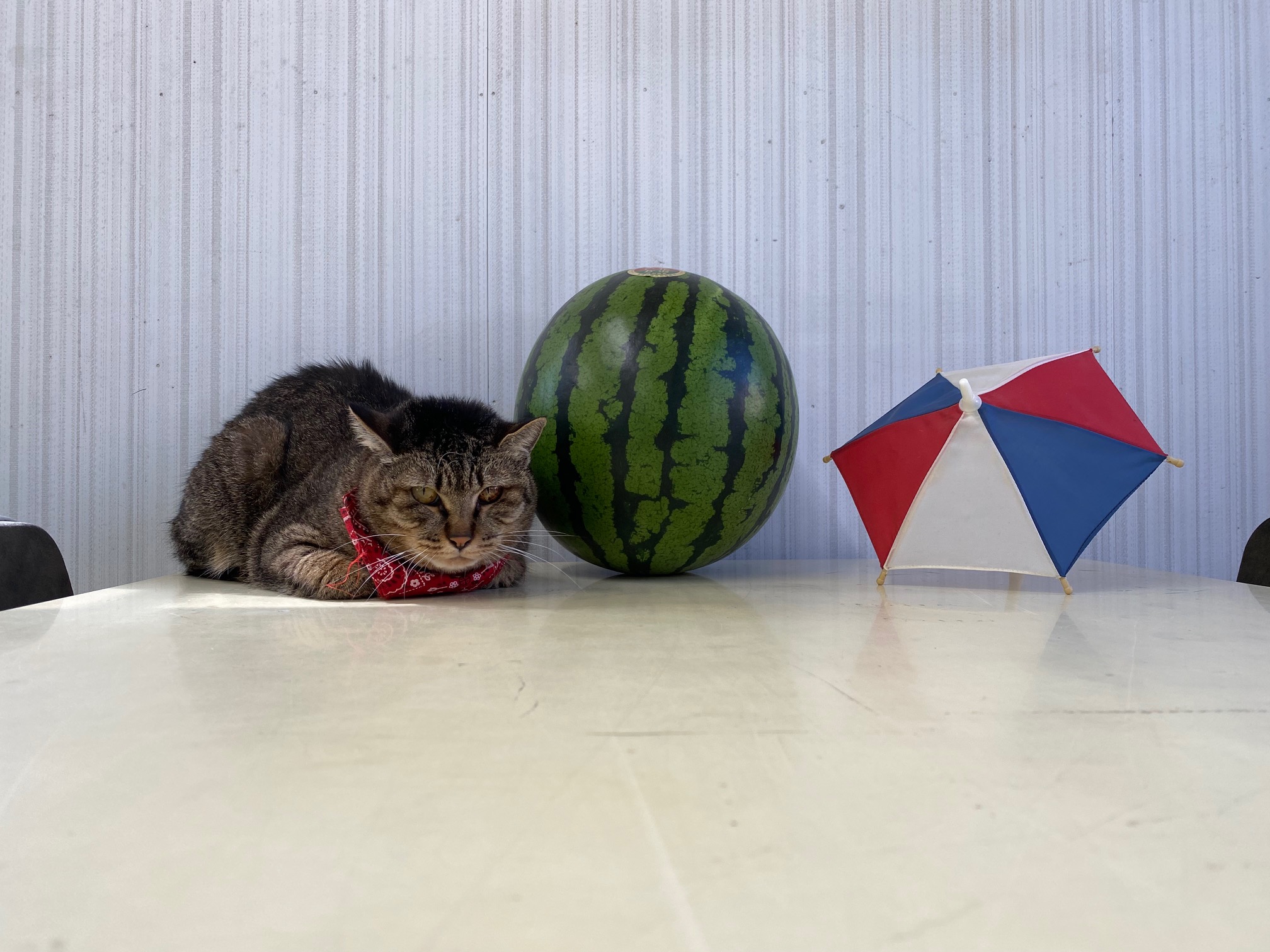 夏季休暇のお知らせ