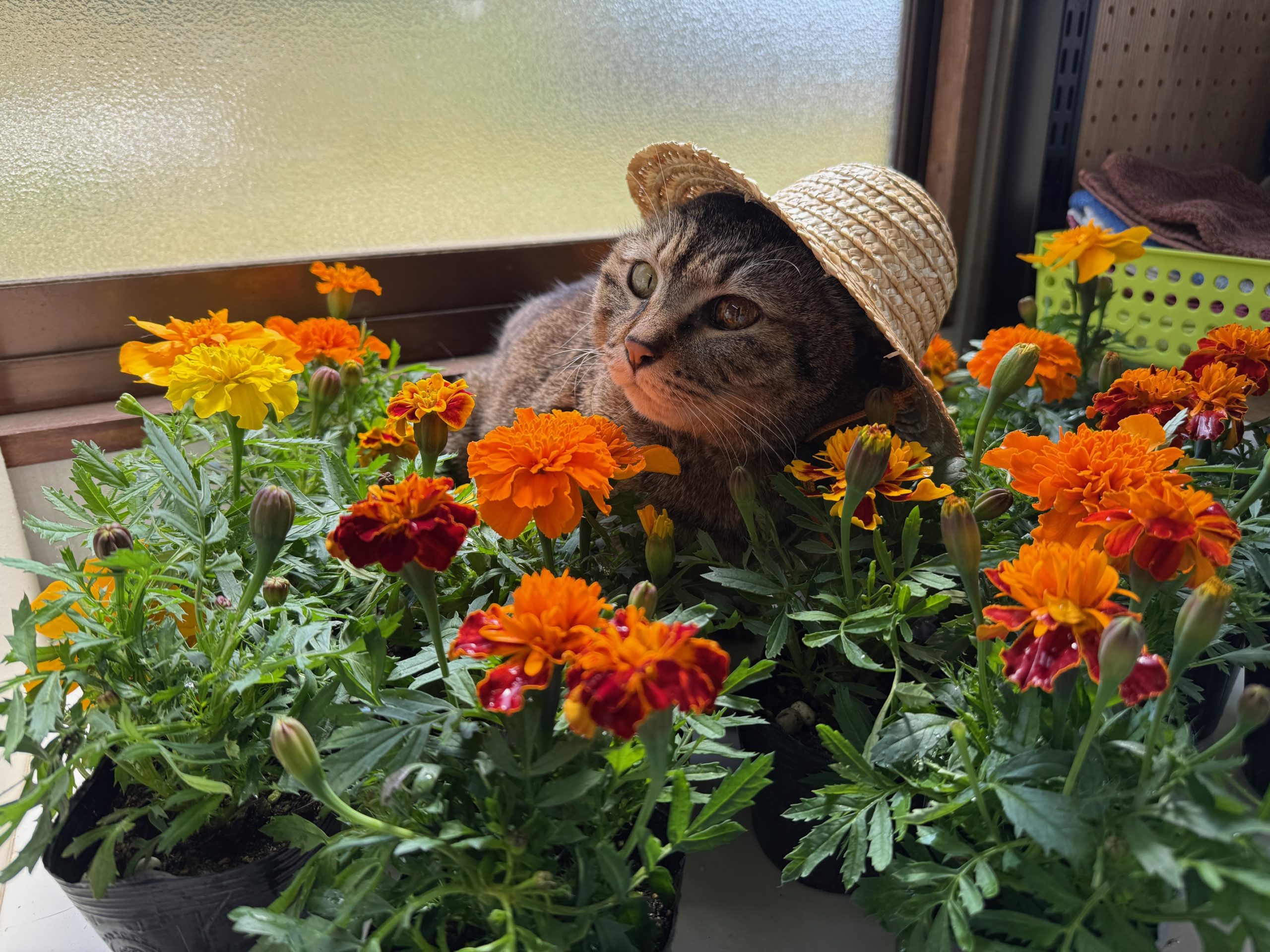 マリーゴールド